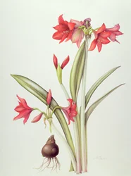 Hippeastrum Pamela